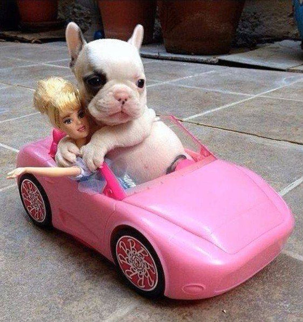 Social Animais pra se divertir 