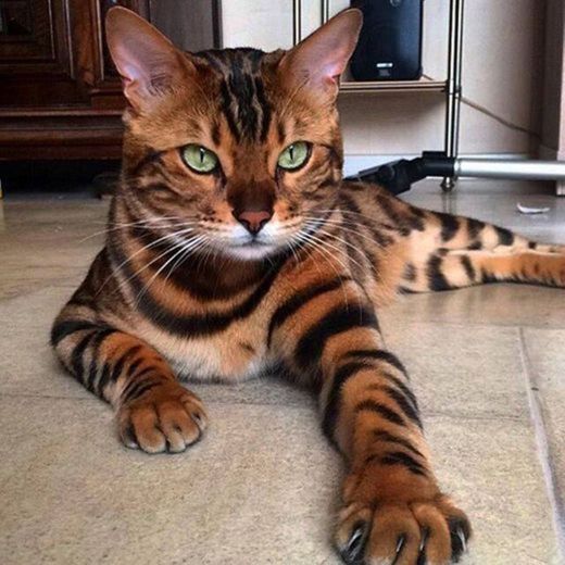 Gato Bengal - O gato tigre rs