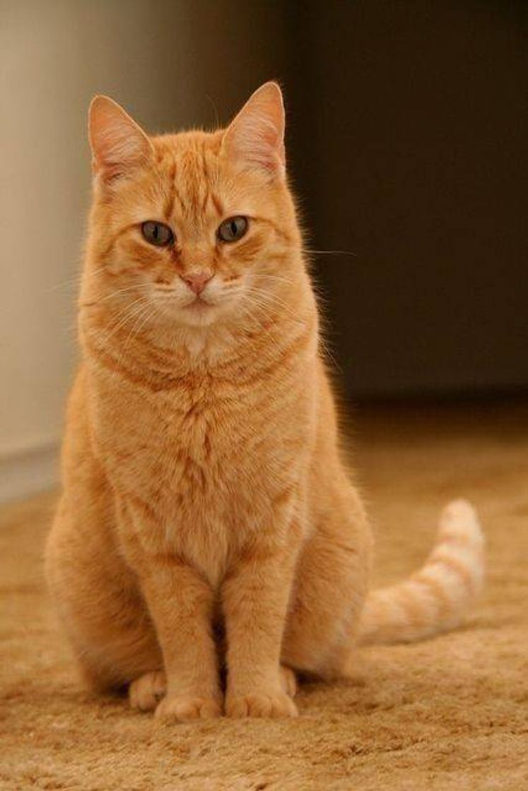 Social Uma cor de gato que amo 💢😍 SAUDADES DO MEU FRED 😭😭😭