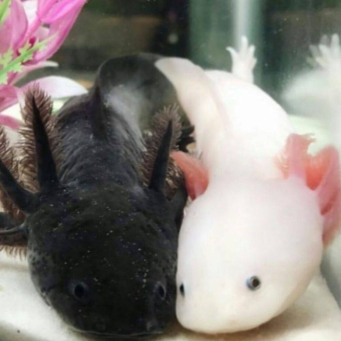 Social axolotl 