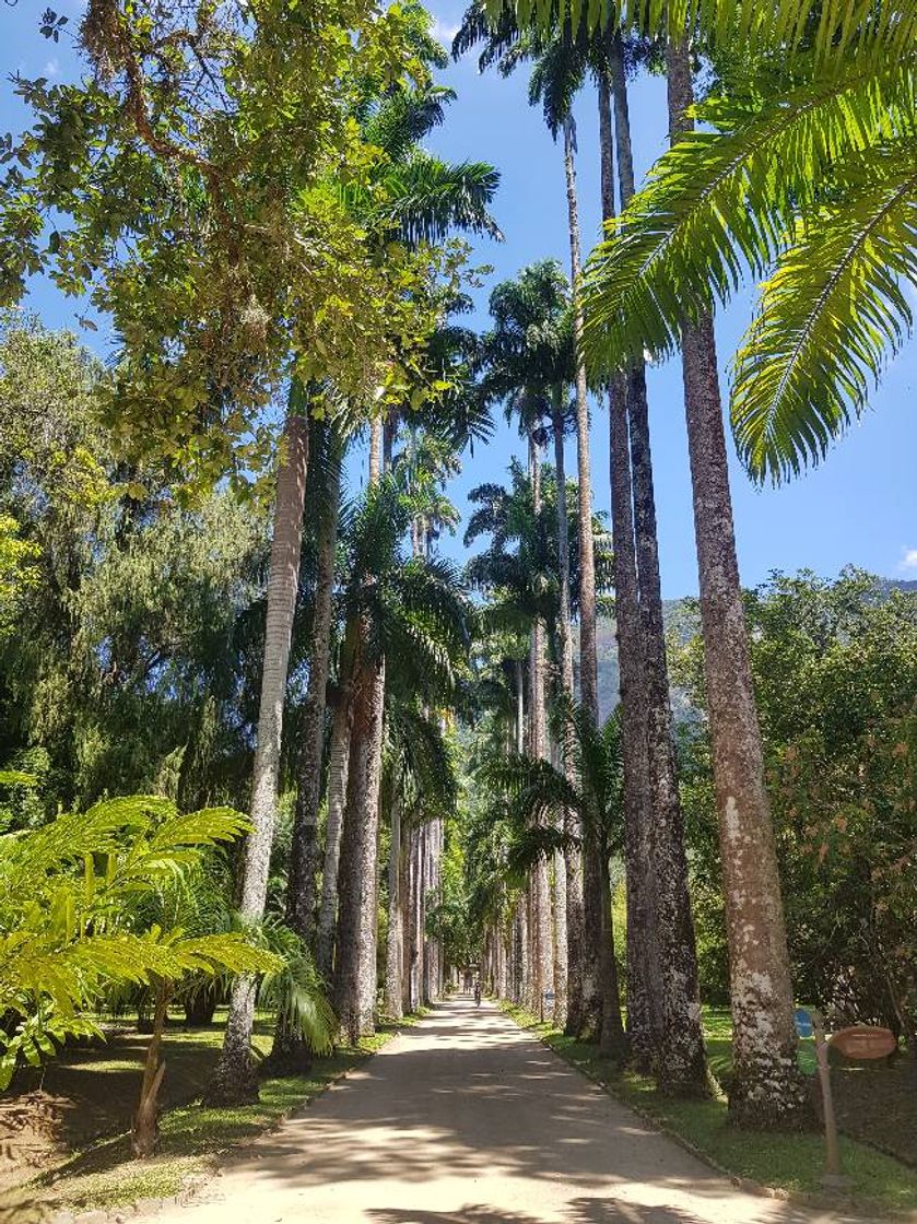 Place Jardim Botânico