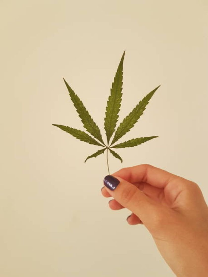 Fashion Cannabis