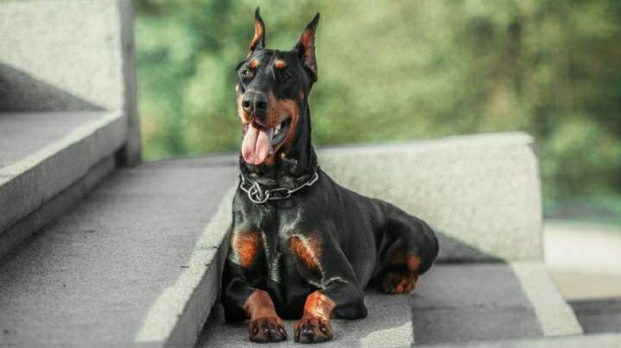 Fashion Raça Dobermann