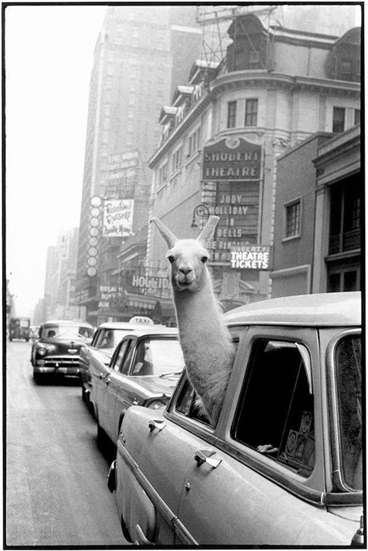 Moda Llama in time square