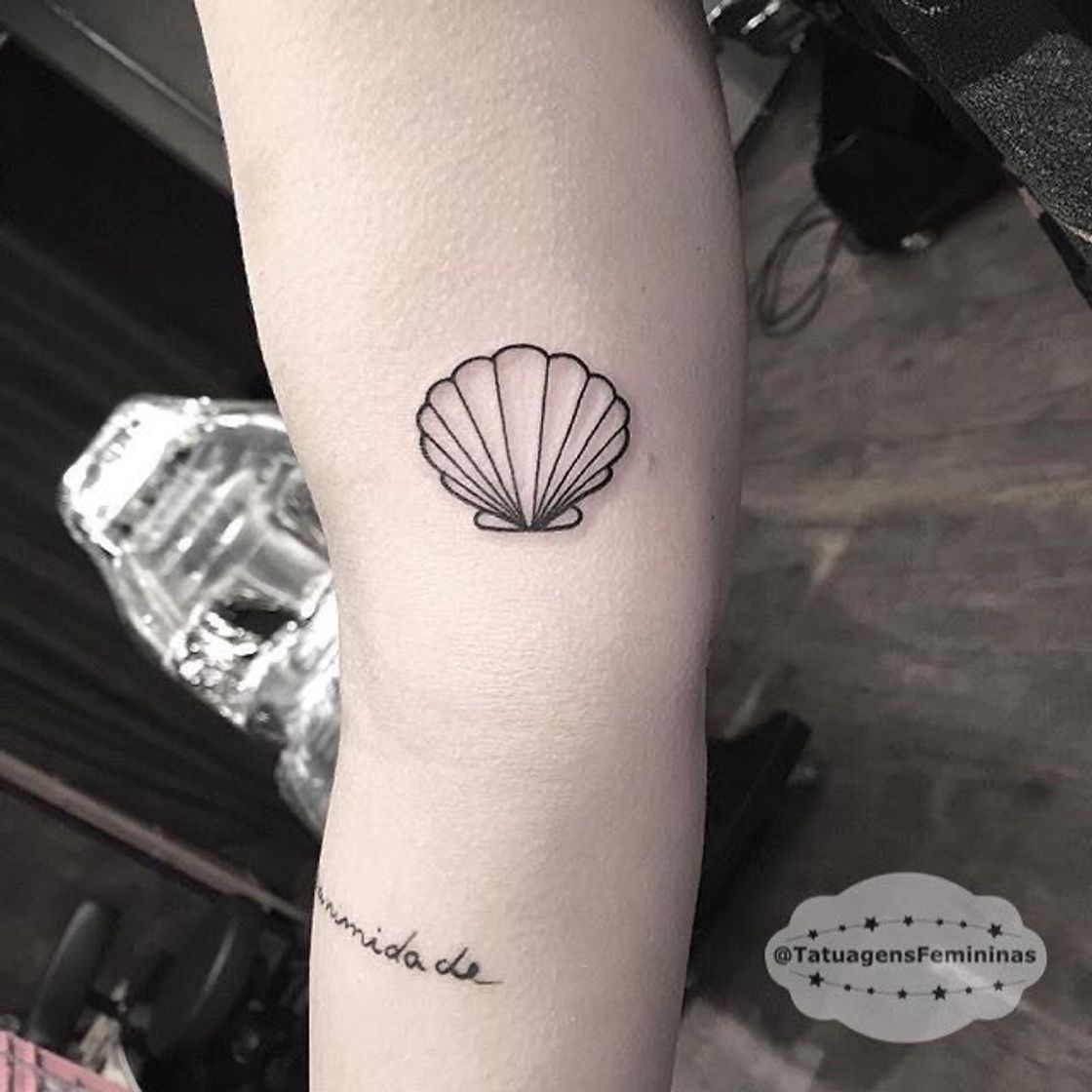 Moda Tattoo concha 🐚 