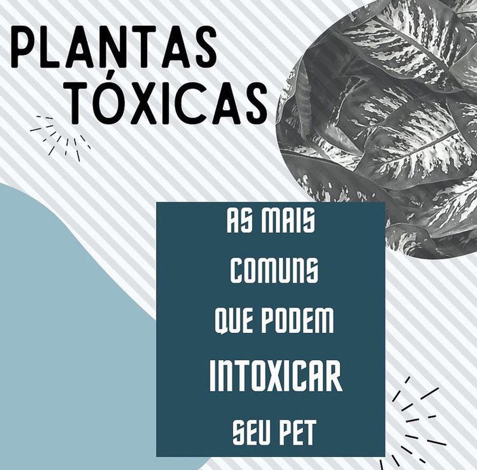 Fashion Plantas tóxicas para seu pet.