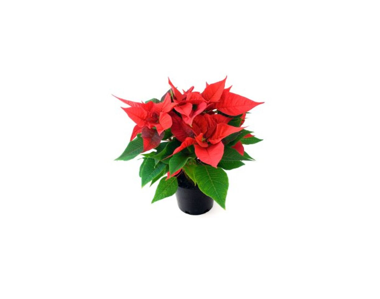 Productos Planta de Navidad - Flor de Pascua - Pascuero - Poinsettia -