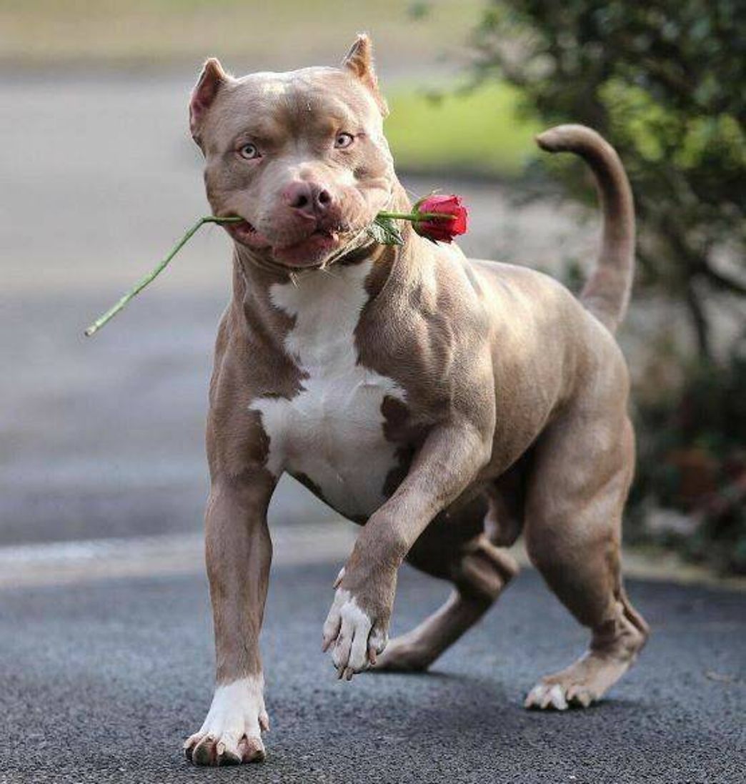 Moda American Pit Bull Terrier 