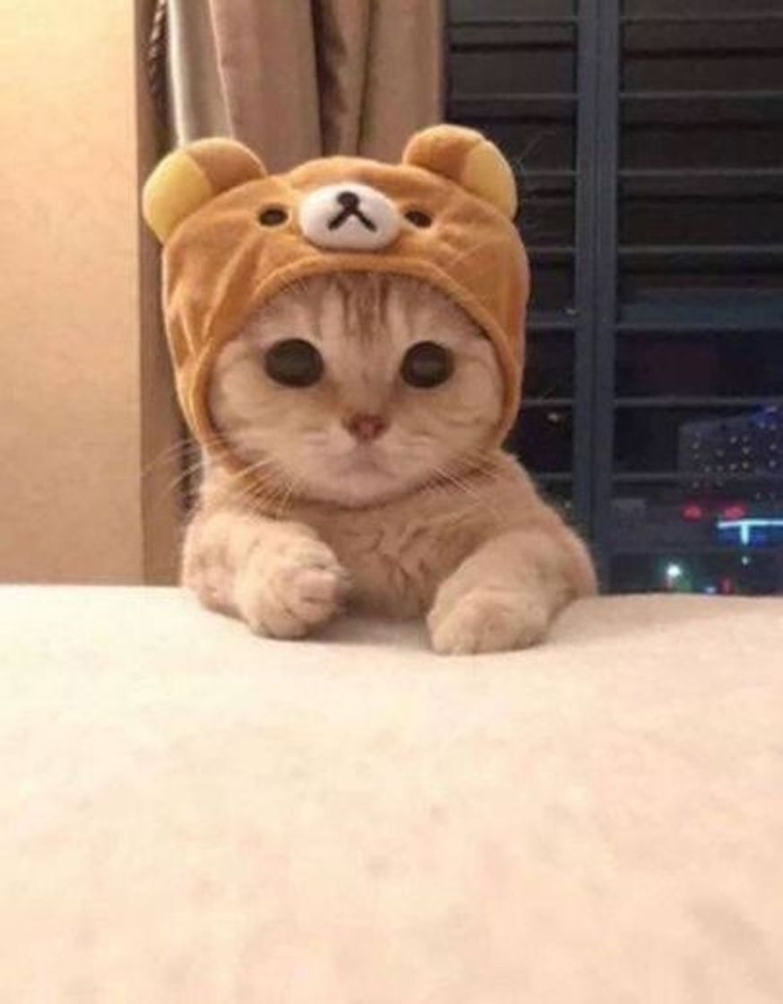 Social Animais