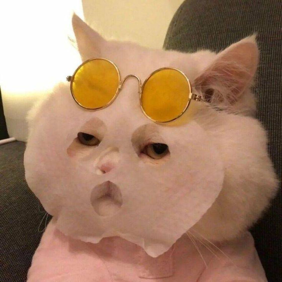 Fashion Gato fazendo skin Care kkkkkk