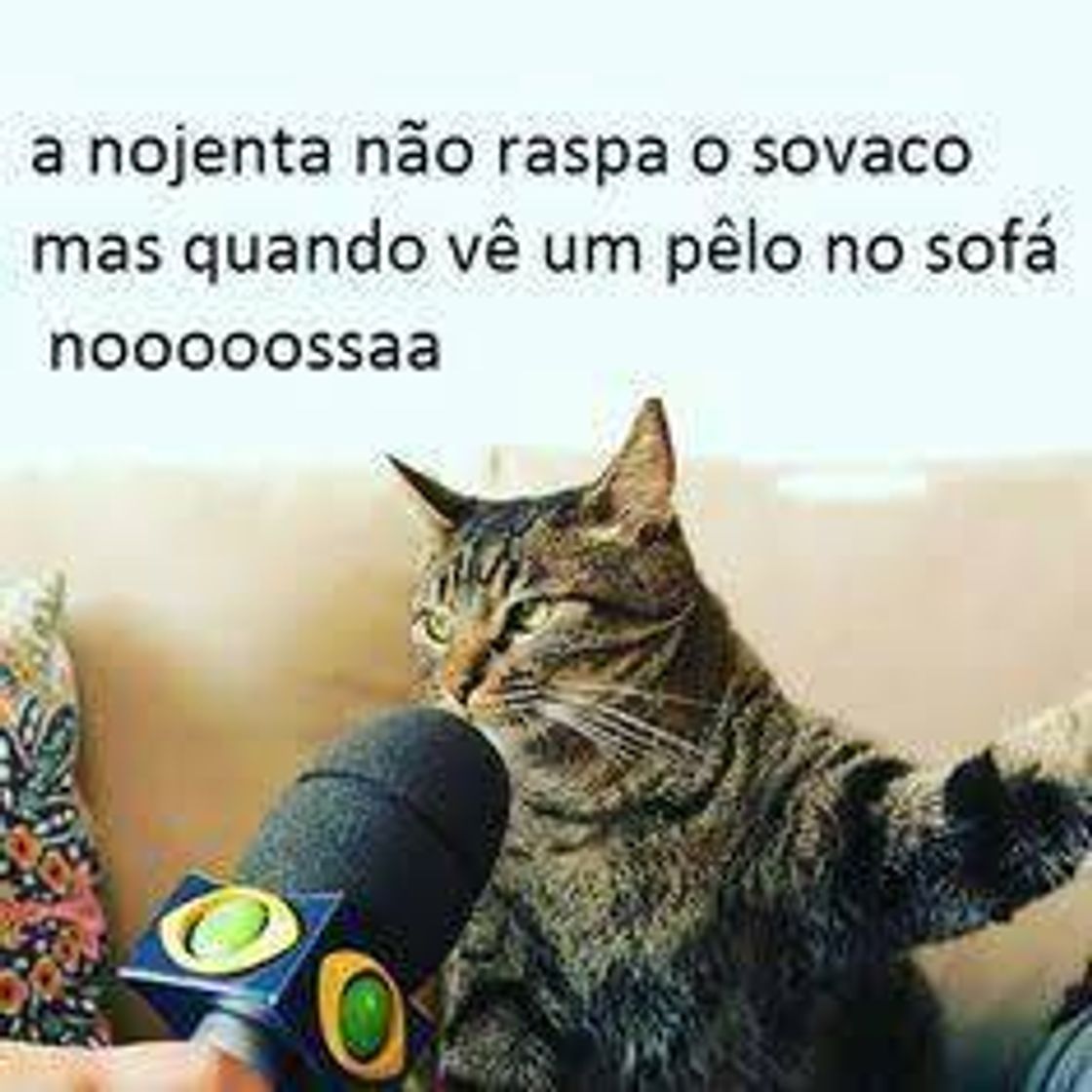 Moda Gatos engraçados