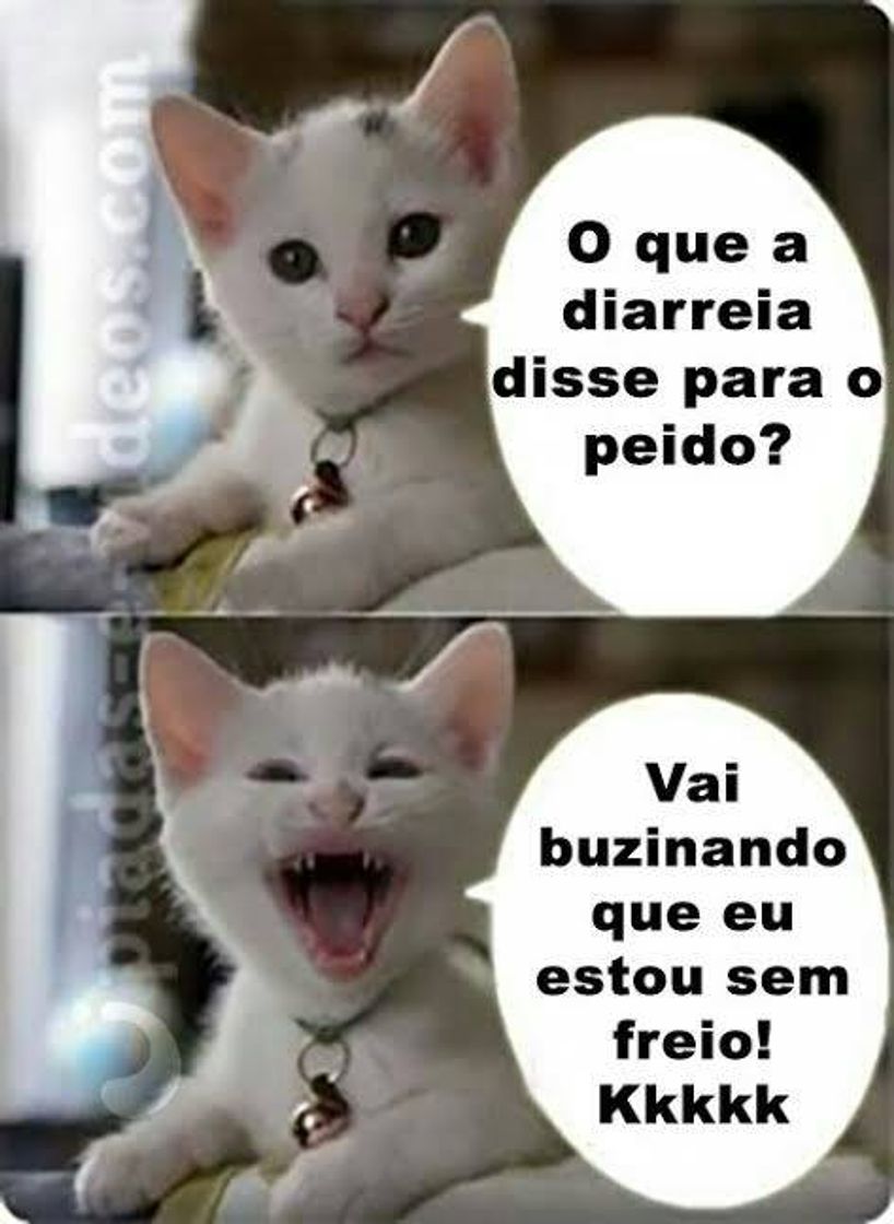 Moda Gatos engraçados