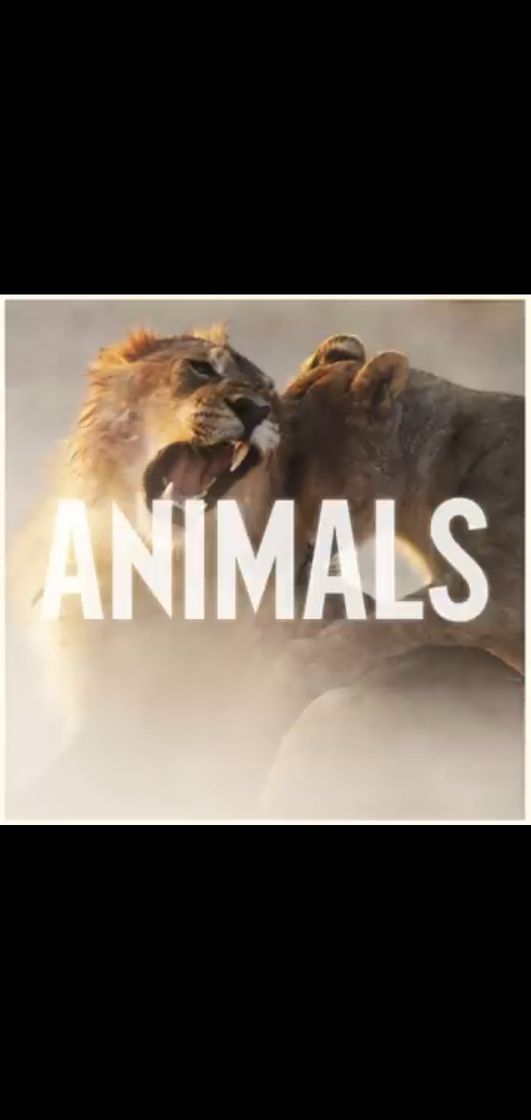 Music Animals - YouTube