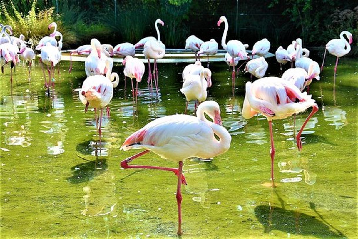 Lugar Tierpark Bern, Dählhölzli + BärenPark