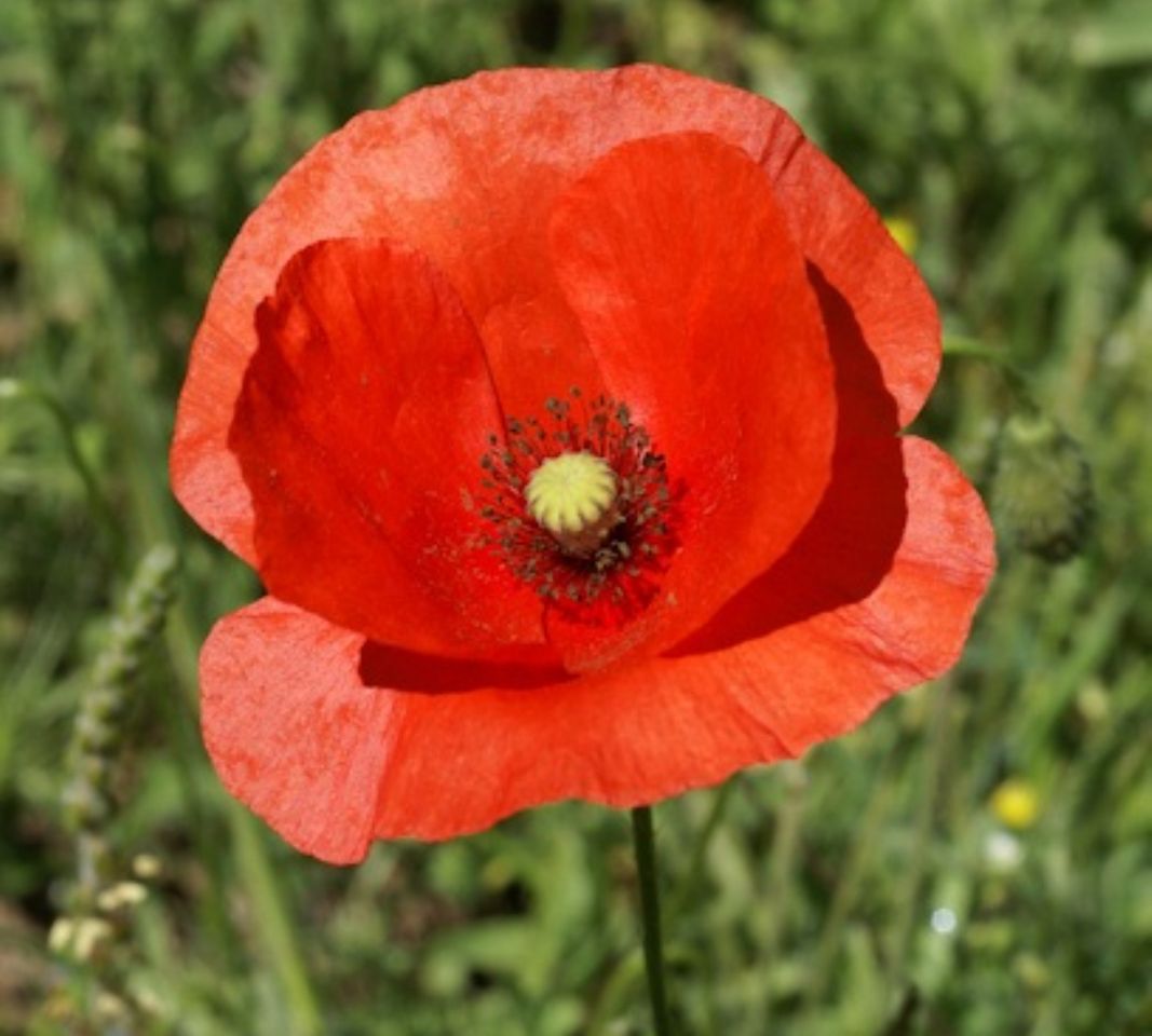 Social Amapola