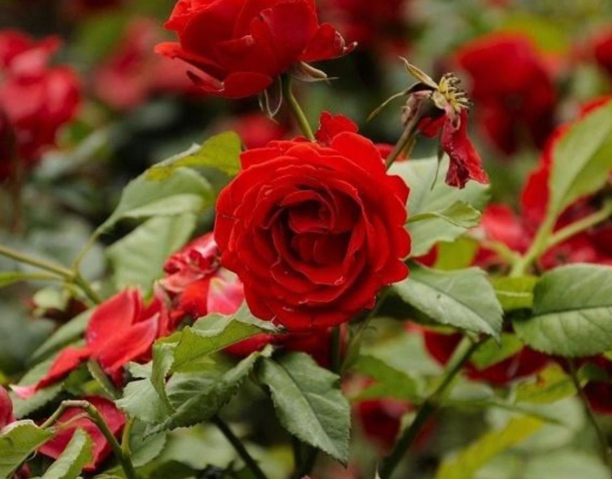 Social Rosa