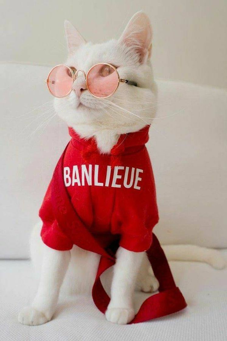 Fashion Estilo cat