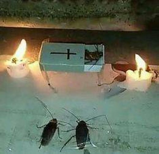 O funeral da barata  