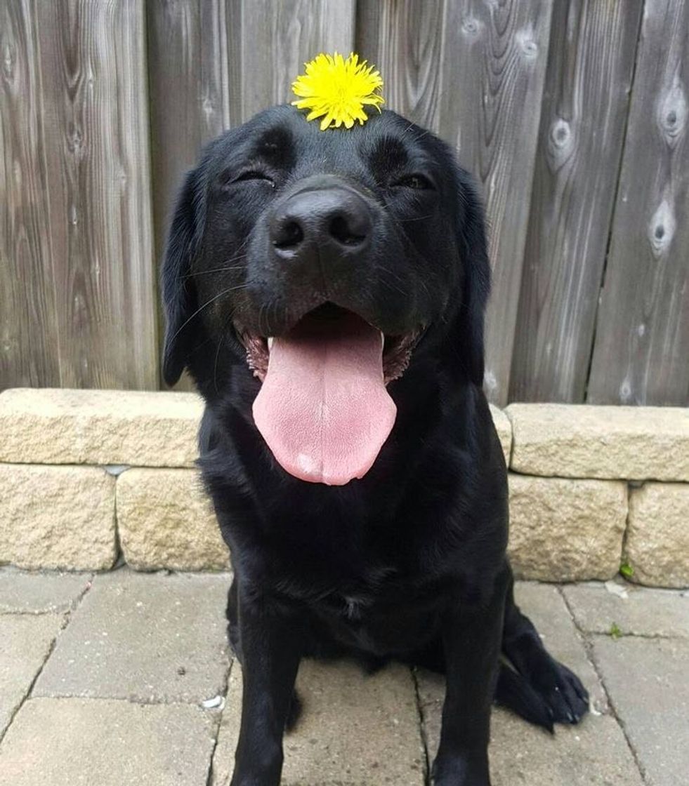 Fashion Labrador