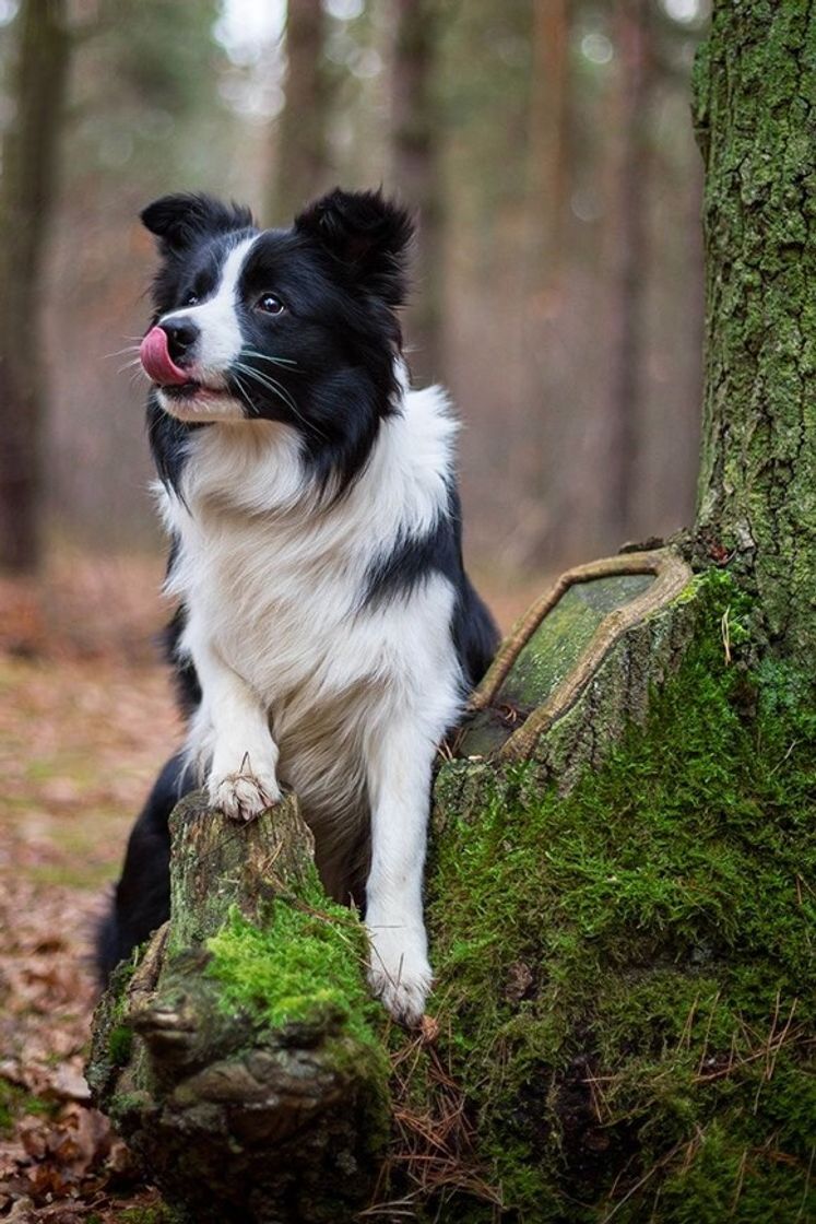 Fashion Boder Collie