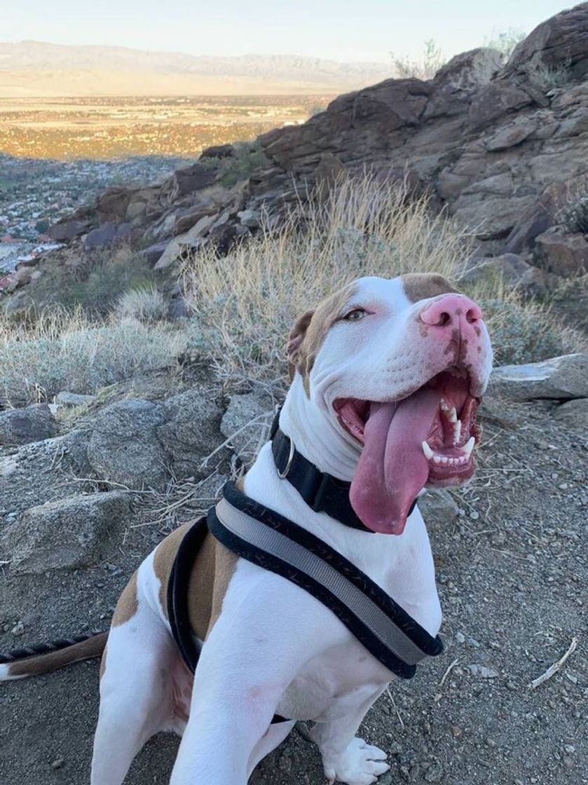 Fashion Pitbull