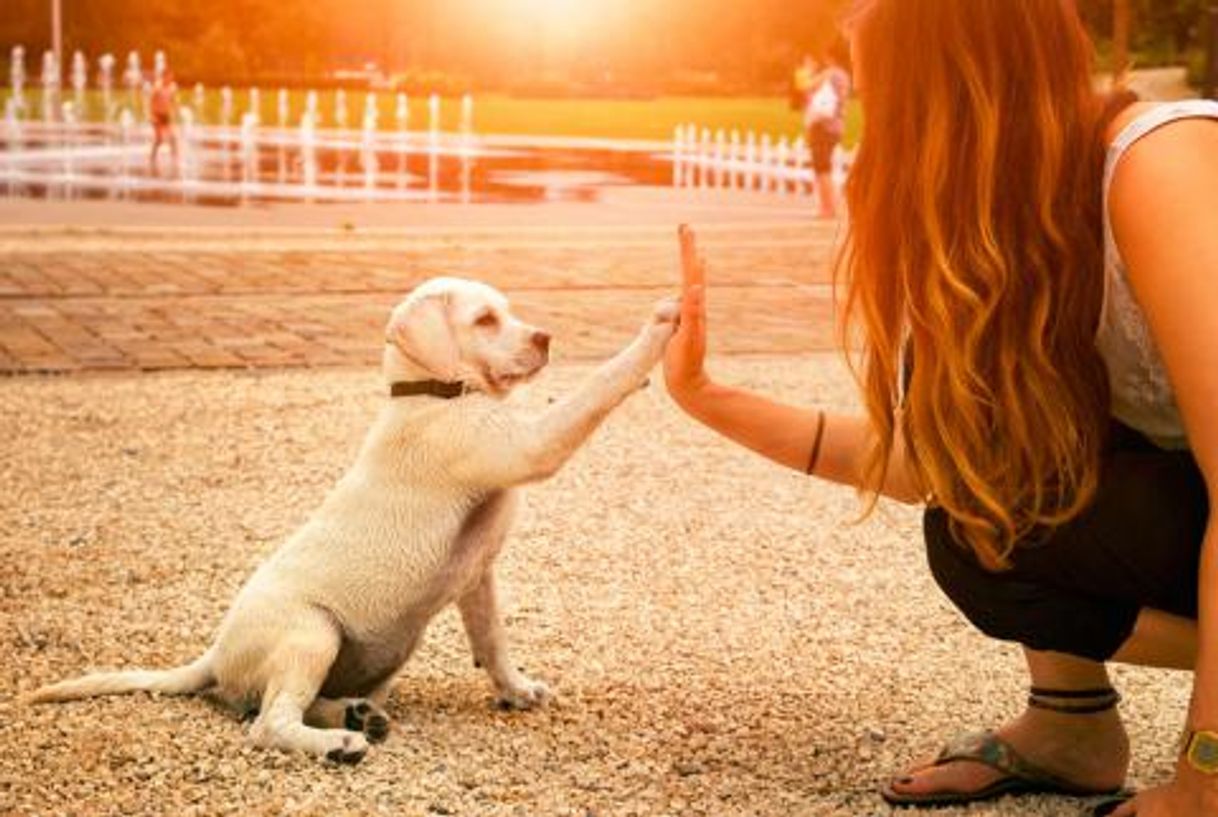 Social Educación canina