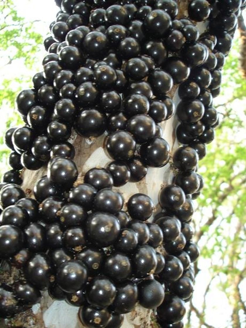 Fashion Pe jabuticaba