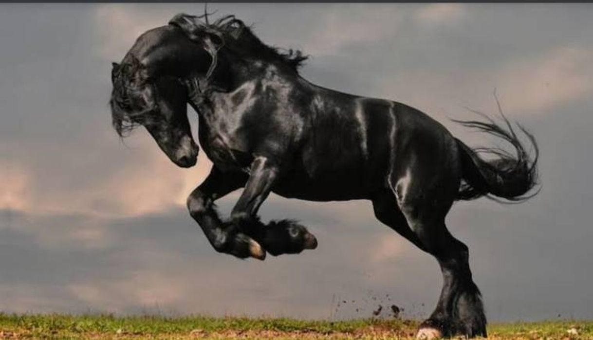 Película Unbranded (Mustangs sin marcar)