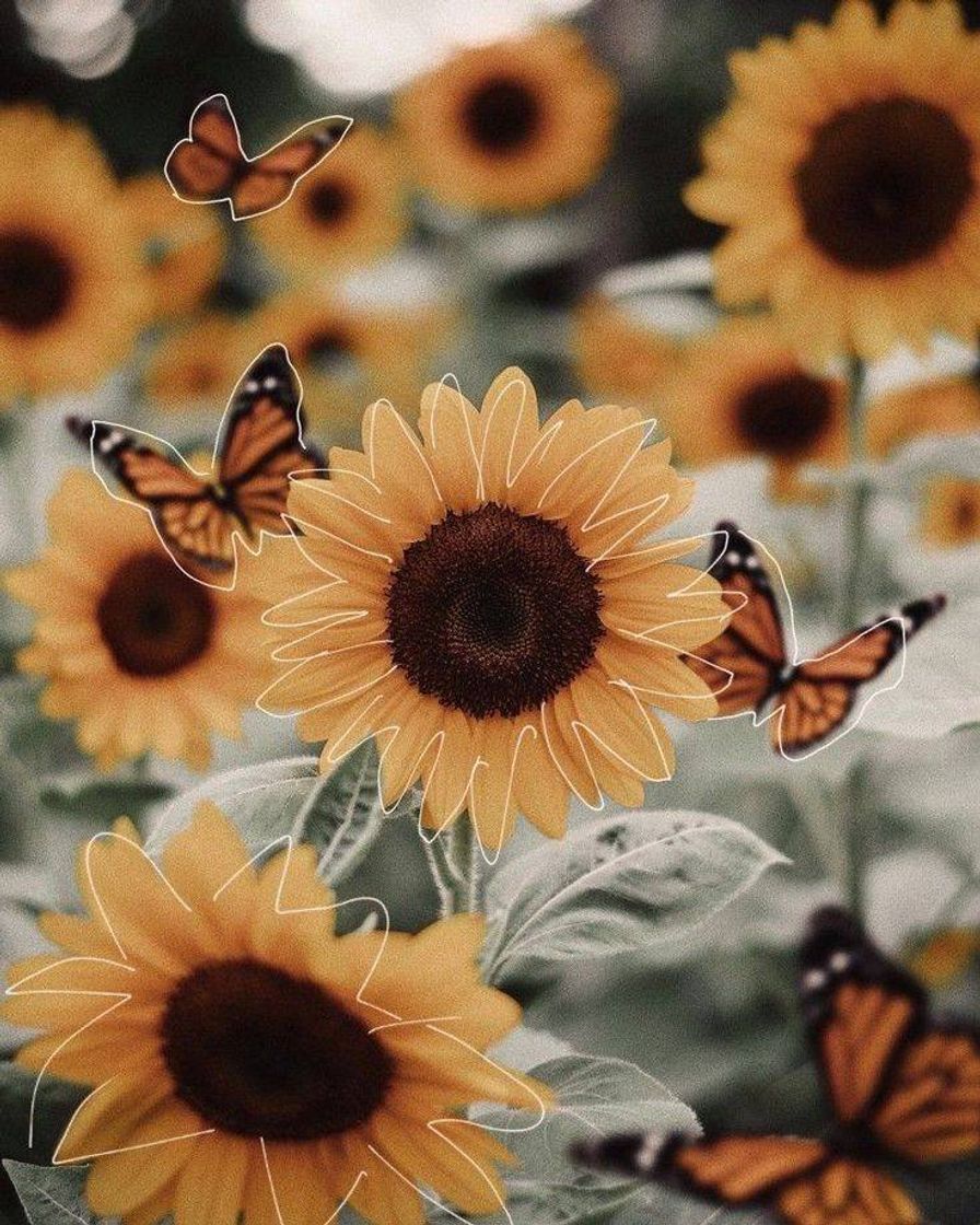 Moda Wallpaper girassol 🌻