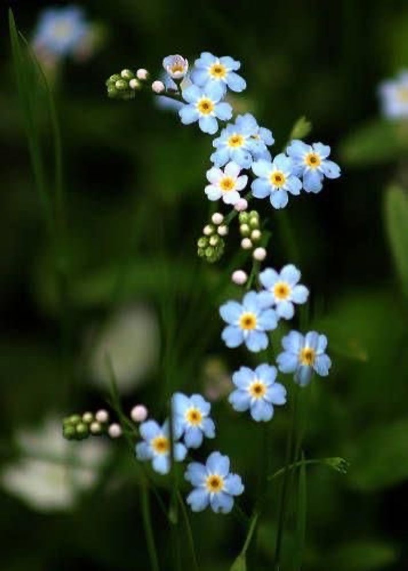 Moda Flores 💙