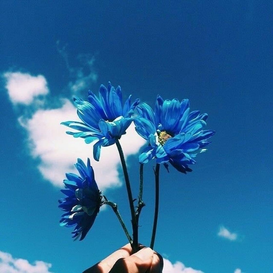 Moda Flores 💙 paixão 