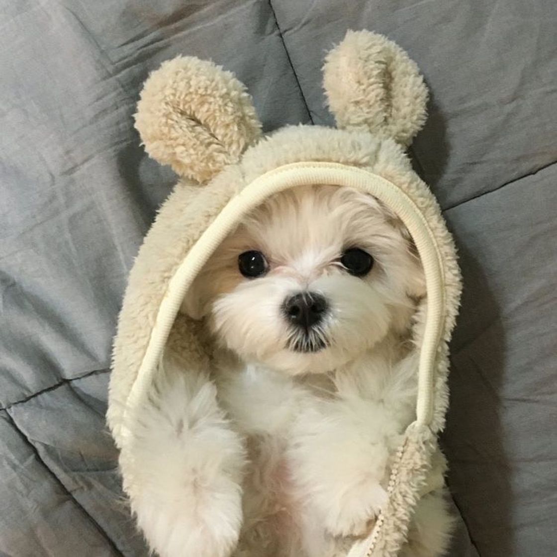 Moda a puppie with a dream of being a bunny 🥺🐶