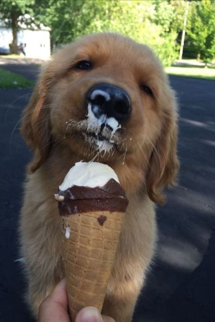 Fashion dog vs ice cream 