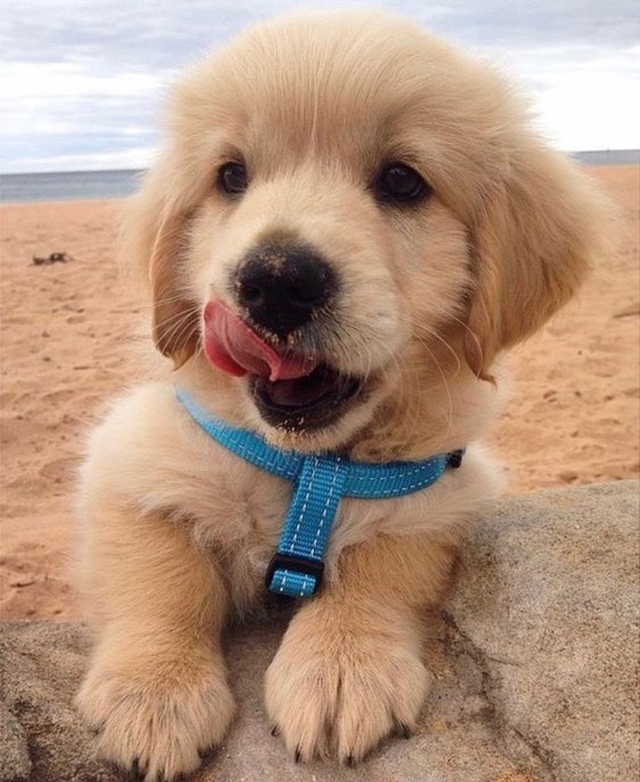 Fashion dog at the beach 