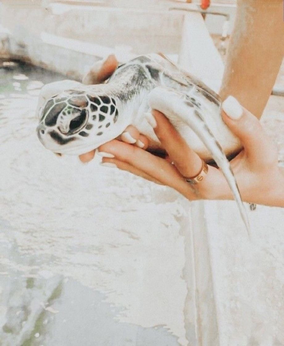 Fashion vsco turtle