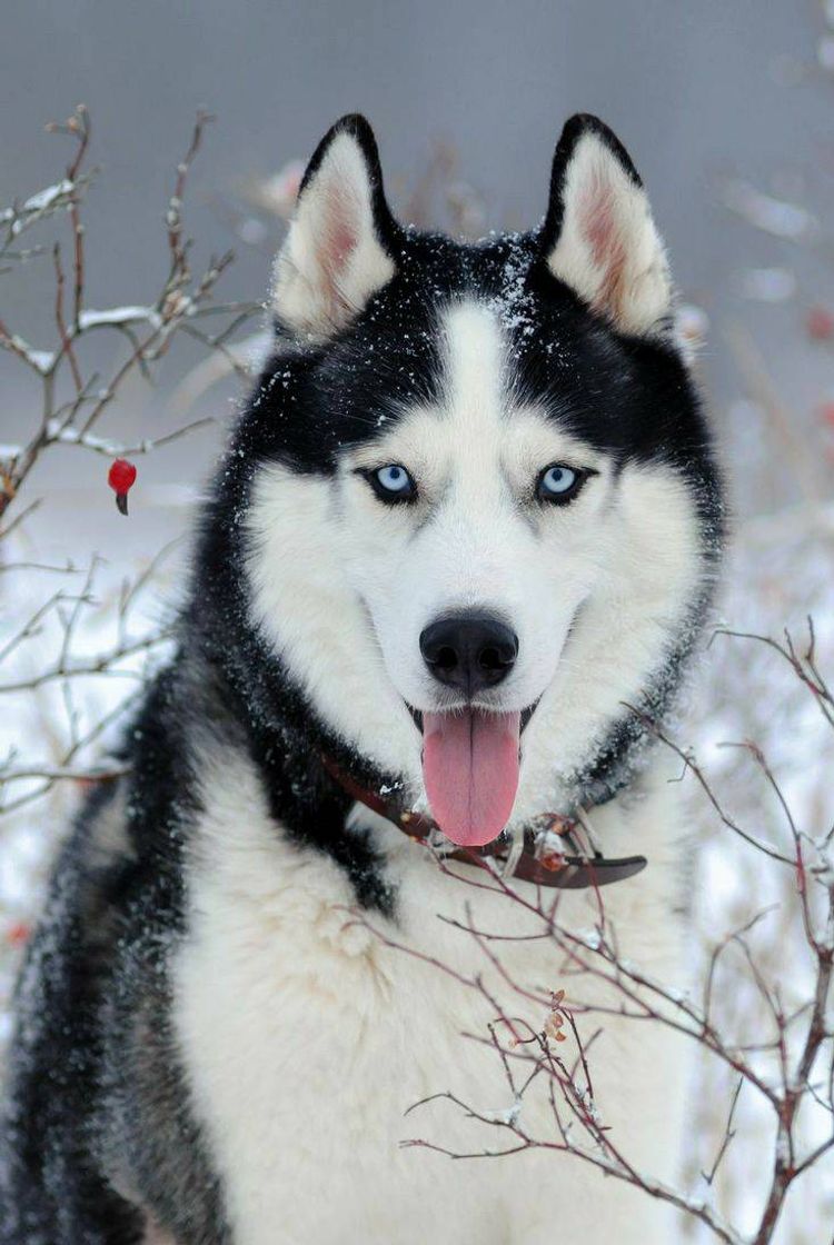 Social Raça husky siberiano 