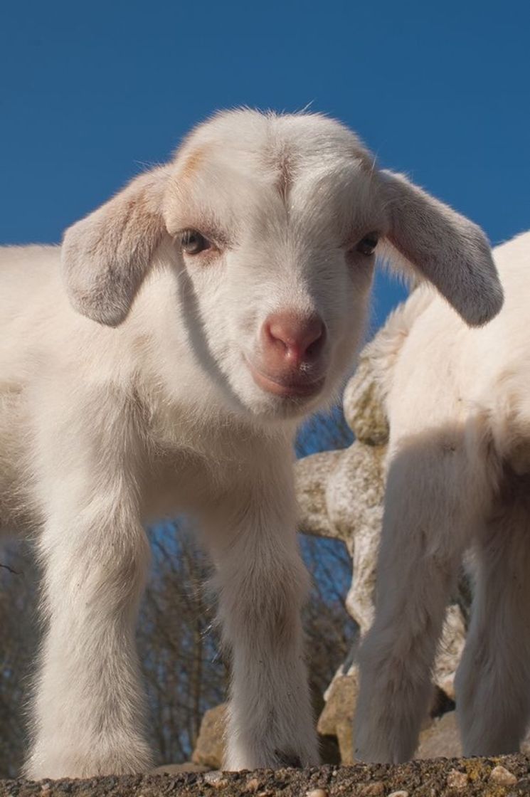 Fashion Cabrito 🐐