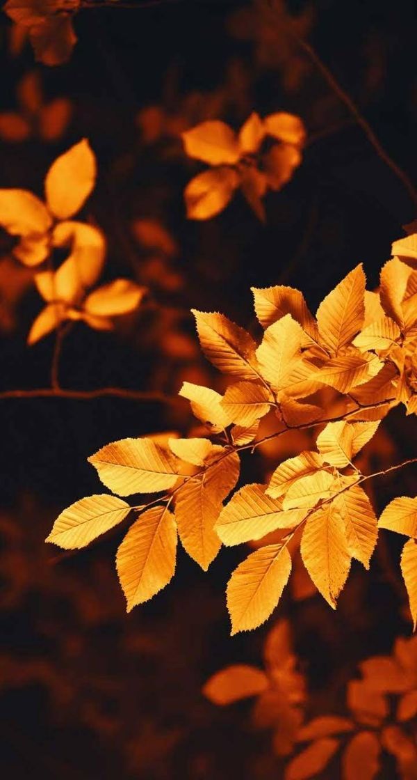 Social Wallpaper