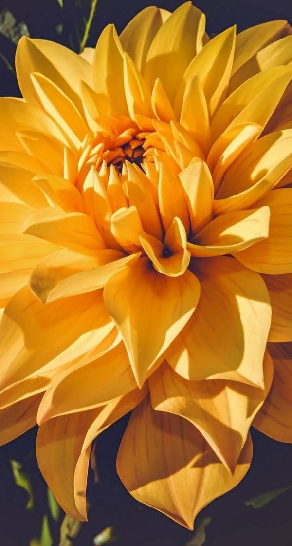 Social Wallpaper