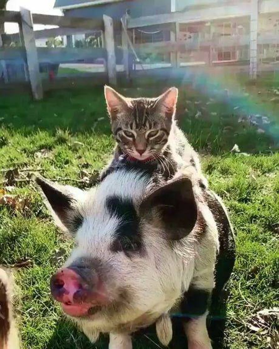 Fashion 🐱🐷