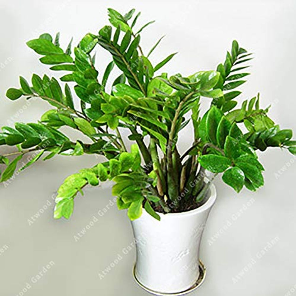 Producto Elitely 30 piezas Zamioculcas Zamiifolia Zamiifolia Semillas de Zamiifolia para habitaciones