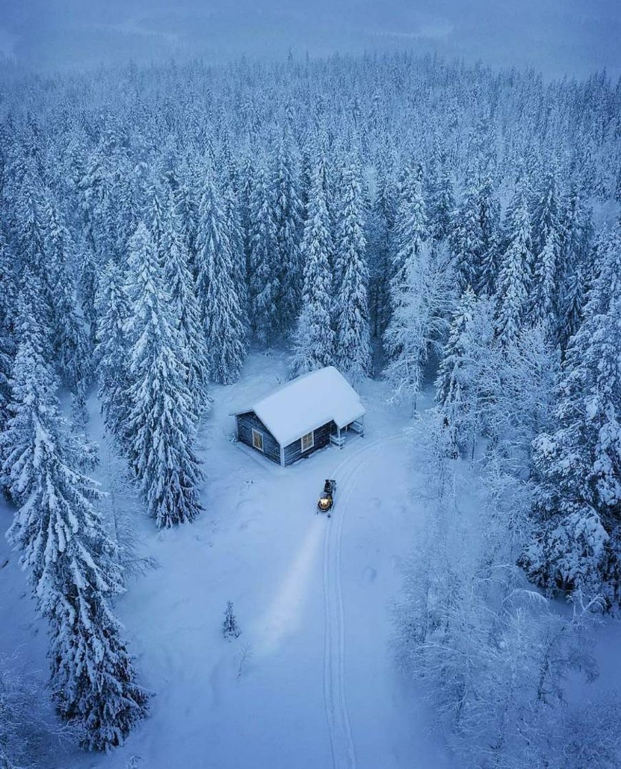 Fashion Swedish forest