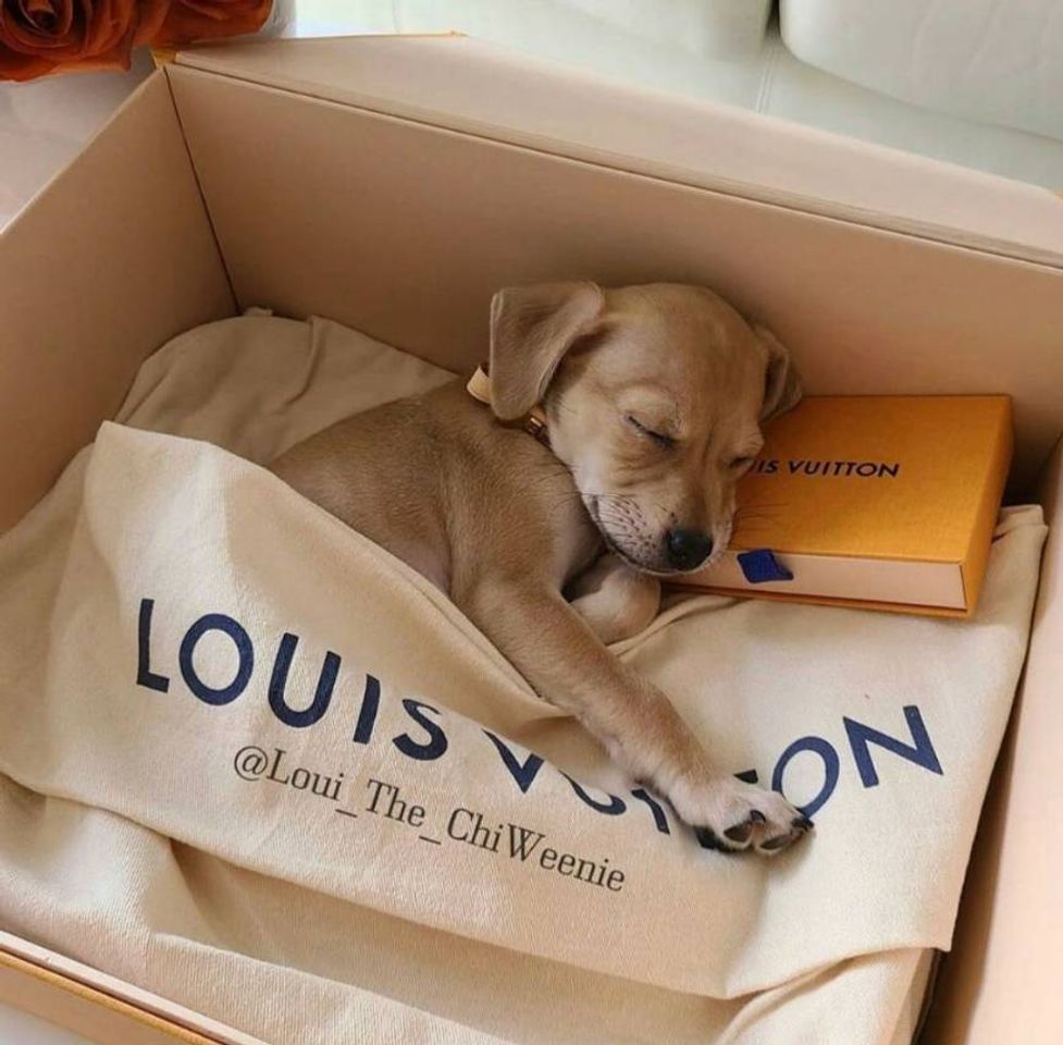 Fashion Doguinho Louis Vuitton❤️