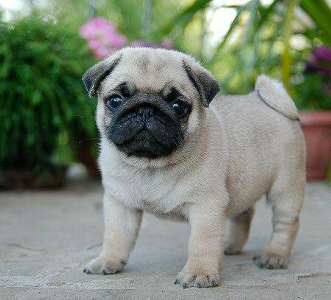 Fashion Baby Pug❤️🐾