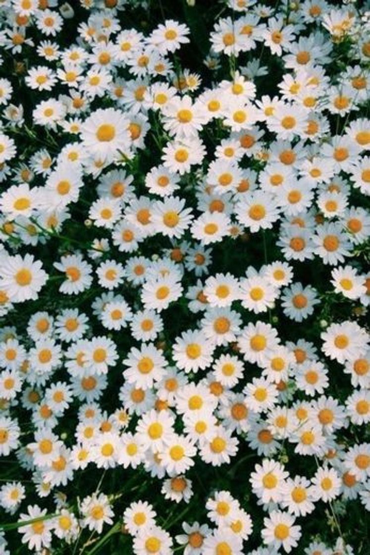 Social daisy