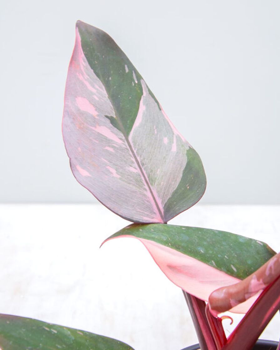 Fashion Philodendron Pink Princess // PLNTS.com