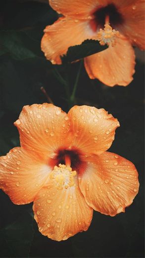Flor Amarela