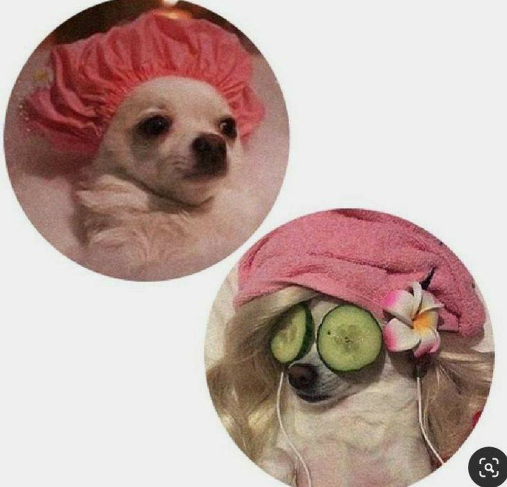 ᶜᵃᶜʰᵒʳⁱⁿʰᵒˢ 