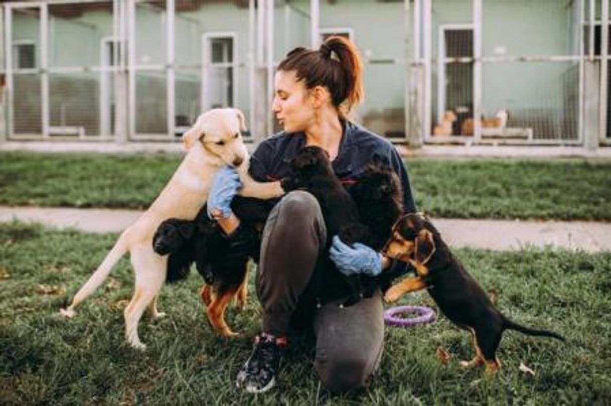 Social Pasear Perros Protectora 