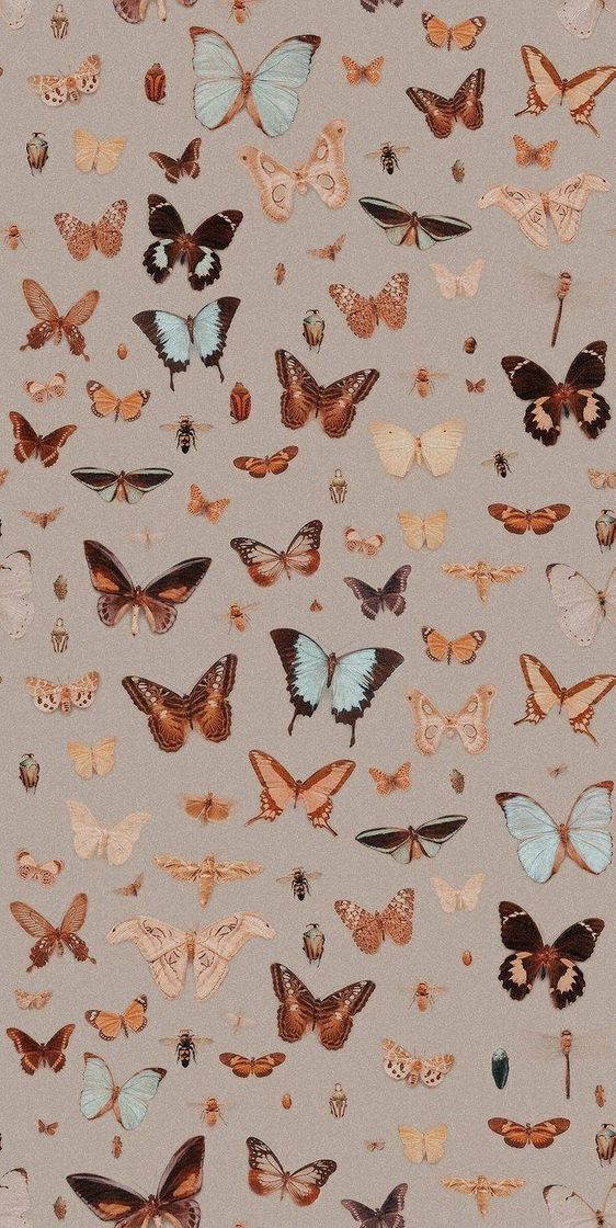 Moda Wallpaper de borboleta